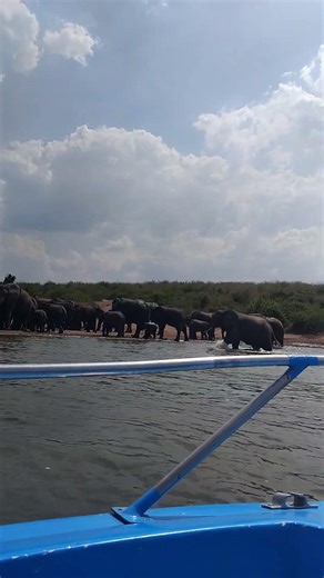 The giant genius of Africa spotted in queen Elizabeth National park on shores of kazinga channel