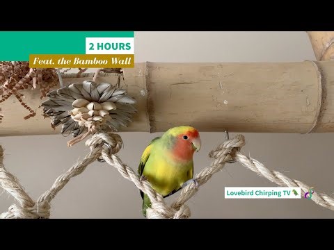 2 HOURS Happy Lovebird Chirping Featuring Bamboo Wall 🦜 | Companion TV for Pet Birds