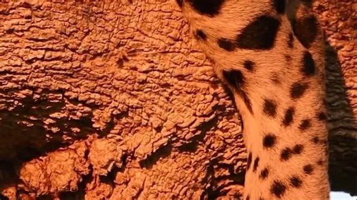 Видео b69fcf28ed97b58fddab25c6392434ca_483830_1764584042 | OK.RU