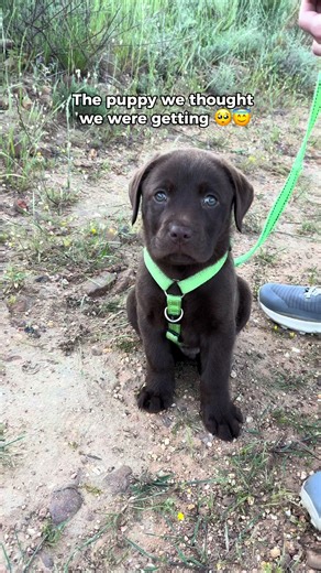 Absolute carnage 🤣🤣 #labrador #labradorretriever #labradorsoftiktok #cutedogvideos