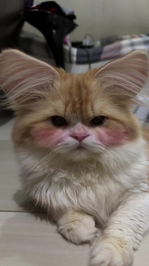 Tole Tolee: Understanding Its Cultural Significance