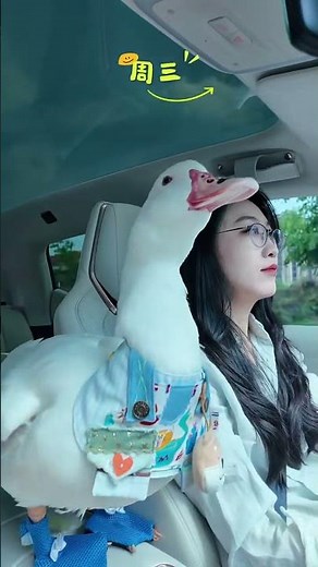 Ducks Radio | Relaxing Duck Sounds, Funny Duck Videos & Peaceful Nature 24/7#duck #