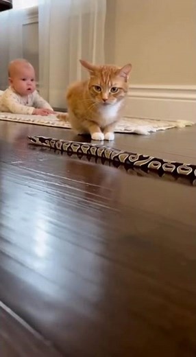 Loyal Cat Defends Baby From Snake Inside the House