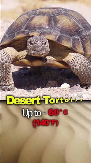 Animals That Can Live In Extreme Hot Temperatures #facts #animals #wildlife #animallife
