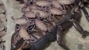 巨人扁石蝎产仔 Hadogenes troglodytes