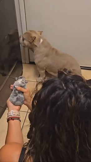 196K views · 25K reactions | Please just laugh 藍藍藍 | Whiteyardie Harry | Facebook