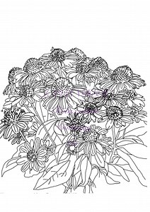 Printable Flower Coloring Page| Hand-drawn Coneflower Line Art| Botanical Adult Coloring Sheet - Etsy