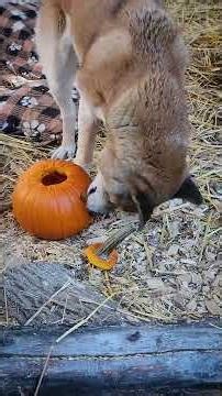 Pumpkin Animal Enrichment | Wildlife Rockstars #halloween #wildliferescue #animals #cute #dog