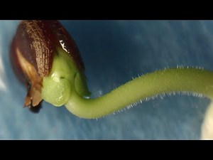 Roselle (Hibiscus sabdariffa) seed germination timelapse