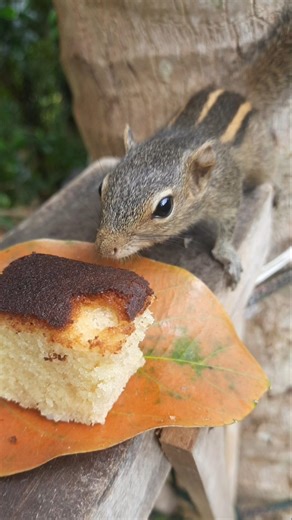Cute Squirrel First Time Trying Cake 🥮 Cute Eating |Cute Squirrel #squirrel #cuteanimal #shorts