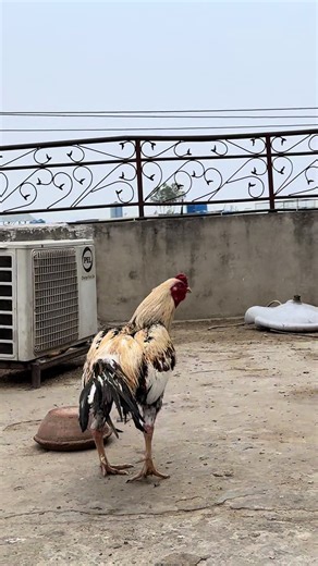 #Pakistani Java aseel murga 🔥❤️🫀