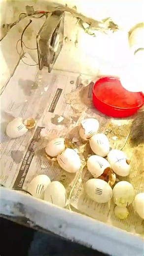 Watch the entire process of a chick hatching from an egg. #babychoedhen #incubator