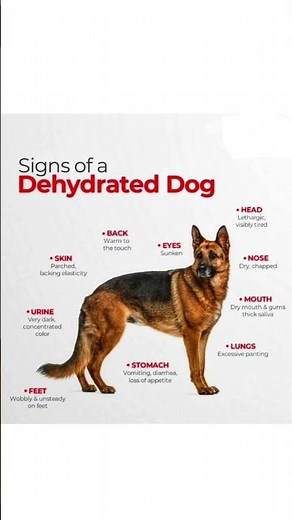 Dehydrated Dog Warning Signs 🚨🐶 Symptoms Every Owner Must Know!