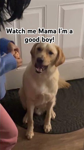 When Lumen, my golden lab wants treats so bandly!