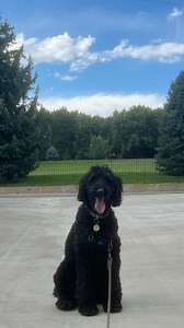 Your animal is BORED. You owe them more than your presence and food. It might not be convenient but it’s cruel to confine intelligent beings to your home with zero mental stimulation. | Chelsea Anderson