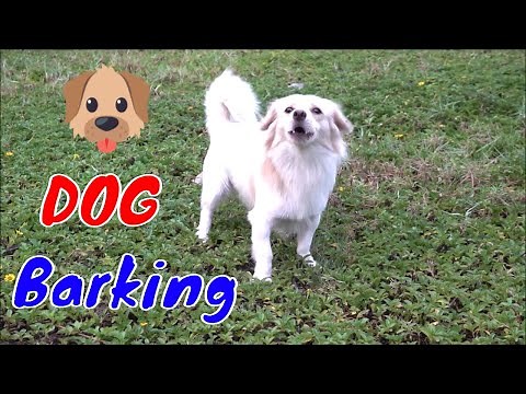 How Dog Reacts When Seeing Stranger 27 - Running, Barking? | Viral Dog