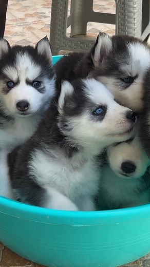 22K views · 138 reactions | Cute Husky Puppies #prasanth360 #husky #siberianhusky #huskies #huskylove #huskypuppy #dogs #pets #Coimbatore #tamil #tamilvoice #cutehusky #cutepuppy | Prasanth360 | Facebook