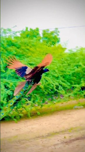 Peacock in the Wild | Stunning Nature Moments