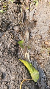 Tradiitonal fishing | Fish Hunter Life