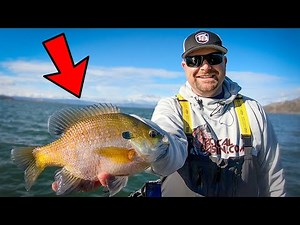 Winter Fishing for Bull Bluegill and Crappie