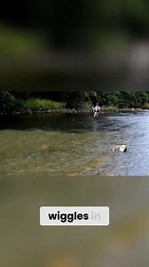 2.4K views · 24 reactions | Learn the art of the wiggle cast to achieve drag-free drifts in fly fishing. We share tips on adjusting wiggle frequency and cast length for optimal performance near rocks and intricate presentations. Elevate your fishing game with this essential technique! #FlyFishing #WiggleCast #FishingTechniques #DragFreeDrift #AnglingTips #FishingSuccess #OutdoorSkills #CastLikeAPro #FlyCasting #FishingCommunity | Sunray | Facebook