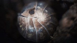 A woodlouse is a crustacean from the monophyletic suborder Oniscidea within the isopods. Found in old wood and mulch. The first woodlice colonised land in the Carboniferous period. Macro Insects.