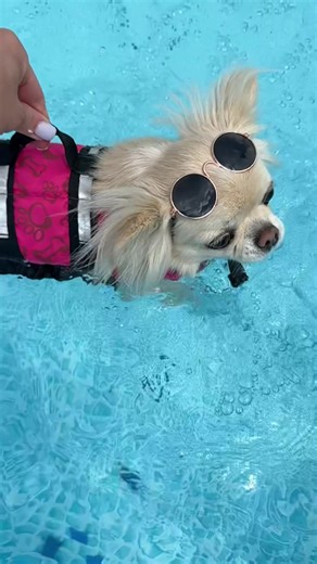 Відео користувача Chihuahua kennel🐶Furry love (@furry_love7) з композицією «оригінальний звук - DREVO»