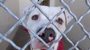 ADOPTED - moved to SAFE Album 10/02 FRANCO had a bath, he got neutered, he did amazing his TEMP TEST and this beauty can GO HOME TODAY and free up a kennel for the next dog coming in. He is really special and he needs help now! B on TEMP TEST!!! CAN GO HOME TODAY! #A4975444 My name is FRANCO I'm an approximately 2 year old male Pit Bull. I am neutered. I have been at the Carson Animal Care Center since 7/23. I will be available on 7/27. You can visit me at my temporary home at C230. http://www.p