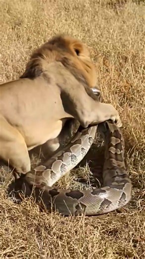 Python attack to Lion #animals #animallife #animalworld #animalshorts