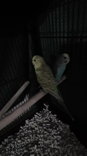 Discover The Fun With Mimi and Kiki