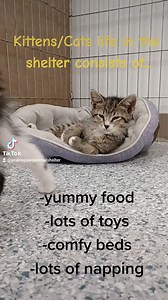 2.5K views · 36 reactions | Prairie Paws Animal Shelter - Ottawa KS on Reels | Facebook