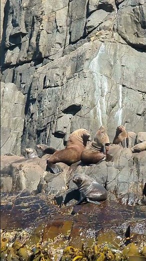 Bruny Island Cruise, Wildlife Encounters You’ll Never Forget 🐬