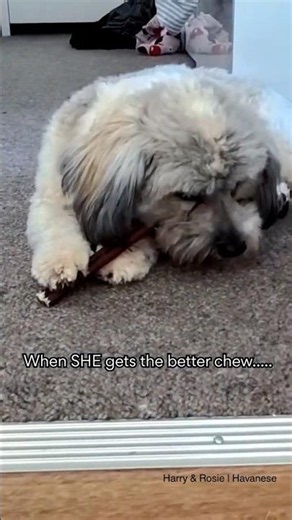 One chew for Rosie. One emotional breakdown for Harry. 😢#shorts #dogtreats #pets #puppy #havanese