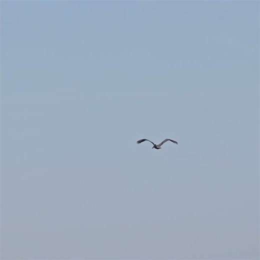 Pelican Flying over Ocean