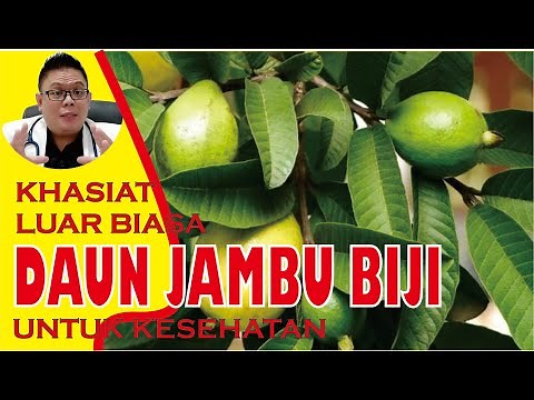 KHASIAT DAUN JAMBU BIJI UNTUK KESEHATAN
