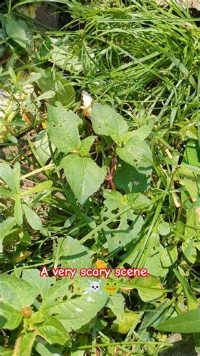 A very scary scene 🐍☠️🐸 #snakevideo #snake #frog #snakevsfrog