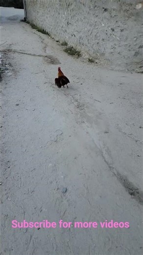 Majestic Rooster Running
