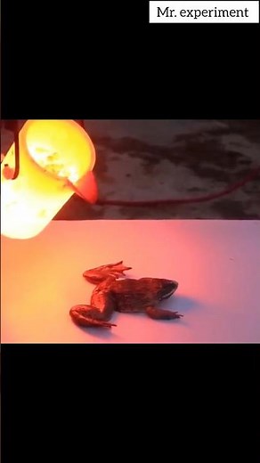 Lava vs Frog #frog #lava #beaker #experiment #viral #scienceexperiment #potassium #hydrolics