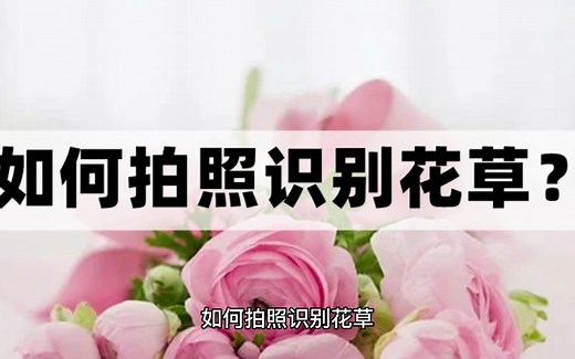 如何拍照识别花草？几个好用的花草识别APP