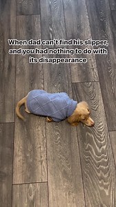 Where could he leave it? 😍 | Rumble