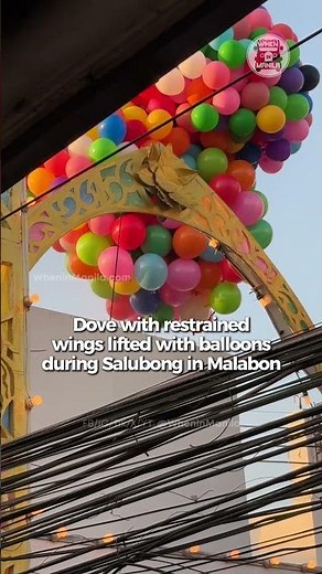 Easter Sunday "Salubong" tradition in Malabon shows a dove with its wings restrained