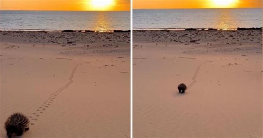 Cute echidna takes an aesthetic sunset stroll on Australian beach