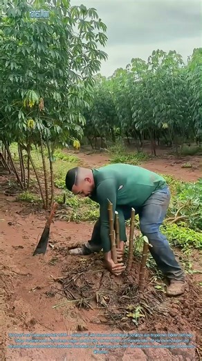 Maniokernte! Die Kunst der Wurzelknollenernte