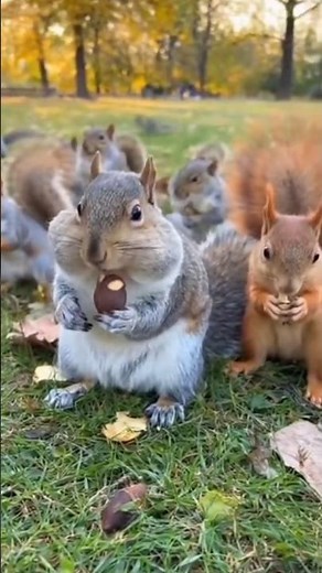 Group of Squirrels Eating and Making Adorable Noises | Caught on Camera