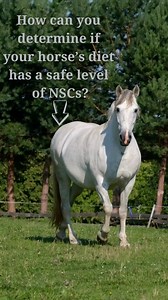 20 reactions | If your veterinarian diagnoses your horse with ID,...