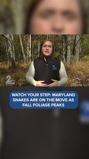 55K views · 258 reactions | As Maryland's fall colors reach their peak, the state Department of Natural Resources has an important safety reminder for leaf peepers: watch where you step. Copperheads and rattlesnakes are currently on the move, making their way to winter hibernation spots, and their natural camouflage makes them particularly difficult to spot among fallen leaves. | WMAR-2 News Baltimore | Facebook