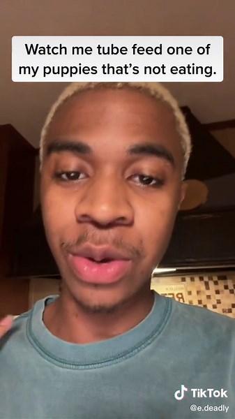 Sometimes, as a dog breeder, we encounter pups that just won’t nurse and just aren’t thriving. So we will have to take the initiative and use a tube to feed those babies to insure they don’t starve. #breeder #puppy #yorkie #dogsoftiktok #yorkiebreeder #fyp #foryou #viral #newbornpuppy #birth #tubefeeding #dog #bottlefeeding