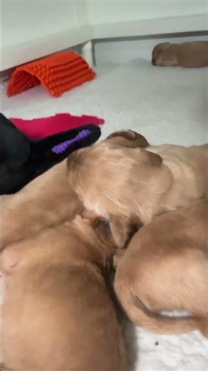 Mulan puppies - 12 days old - nap time