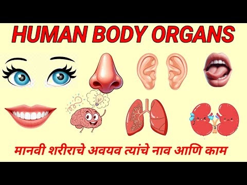 Body Parts Name|Human Body Organs For Kids|Body Parts And Their Functions|शरीराचे अवयव|