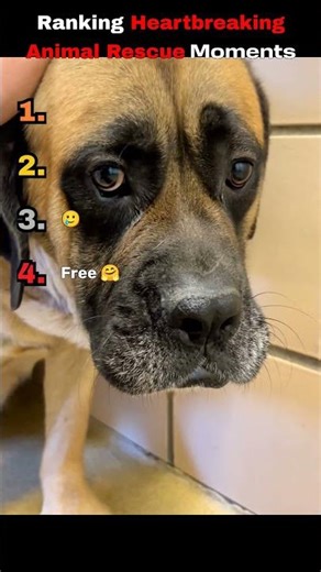 Ranking Heartbreaking Animal Rescue Moments 🥺❤️ #rescue #animals